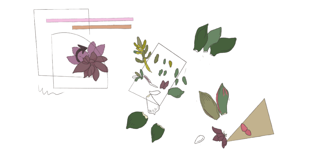 collage du suculent